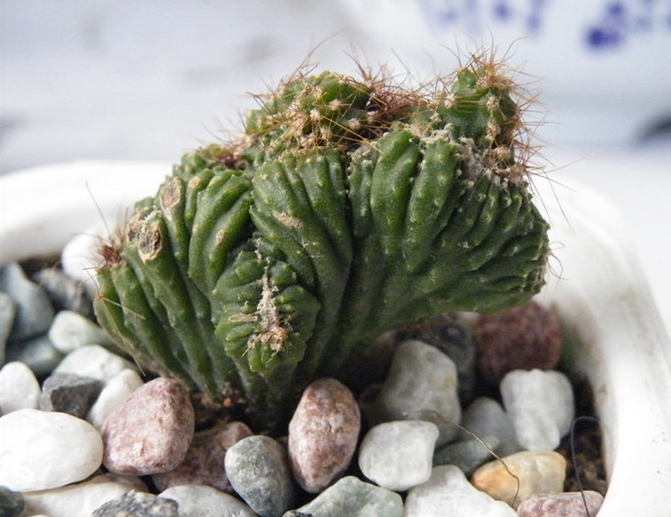 山影拳的養(yǎng)殖方法？山影拳對人有什么好處？【圖】