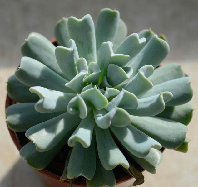 特玉蓮怎么養？特玉蓮雜交有什么？【圖】