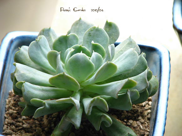 特玉蓮怎么養？特玉蓮雜交有什么？【圖】