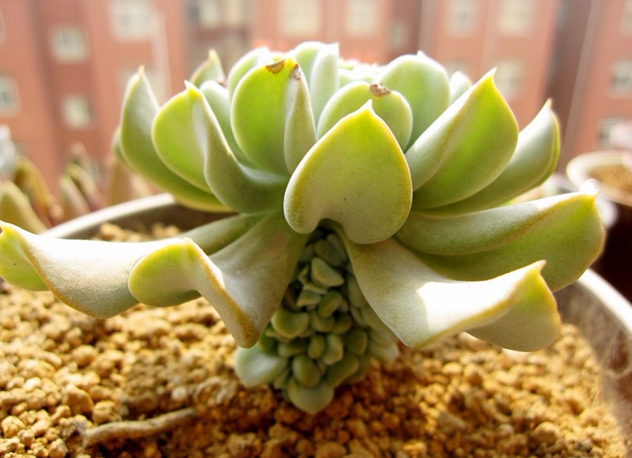 特玉蓮怎么養？特玉蓮雜交有什么？【圖】