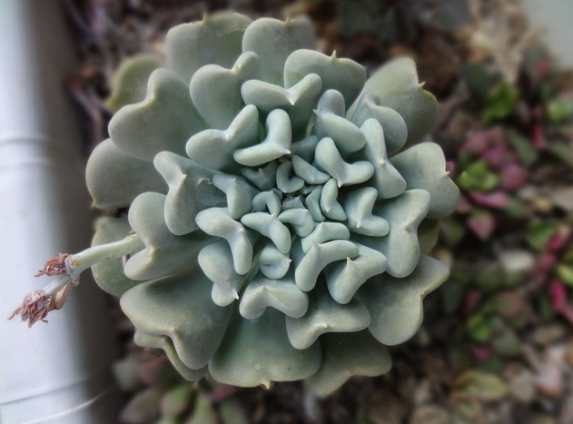 特玉蓮怎么養？特玉蓮雜交有什么？【圖】