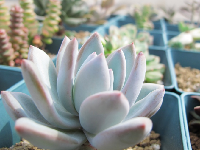 霜之朝怎么養？霜之朝多肉？【圖】