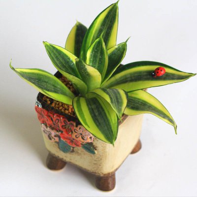 短葉虎尾蘭怎么養？短葉虎尾蘭開花嗎？【圖】