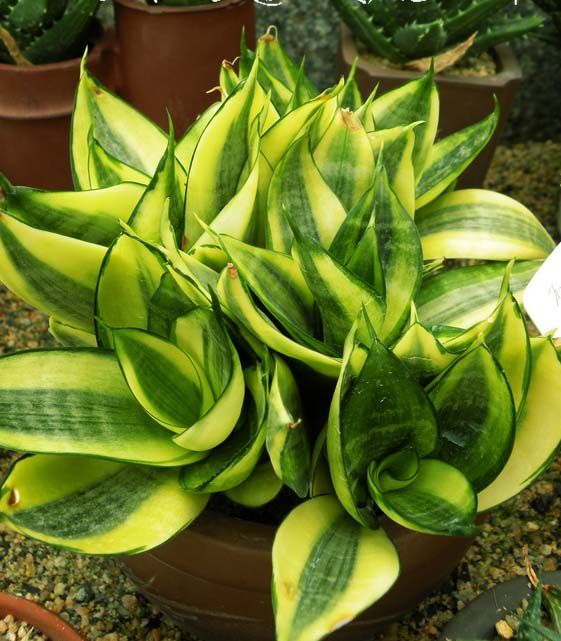 短葉虎尾蘭怎么養？短葉虎尾蘭開花嗎？【圖】