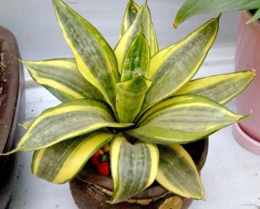 短葉虎尾蘭怎么養？短葉虎尾蘭開花嗎？【圖】