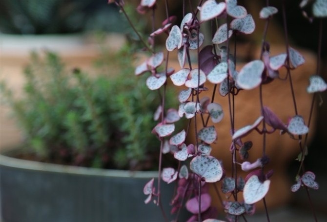 愛之蔓的養殖方法？愛之蔓怎么才能爆盆栽？【圖】