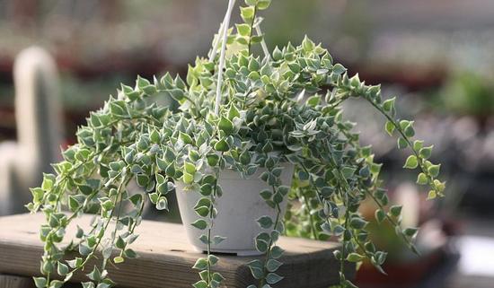 愛之蔓的養殖方法？愛之蔓怎么才能爆盆栽？【圖】