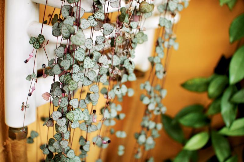 愛之蔓的養殖方法？愛之蔓怎么才能爆盆栽？【圖】