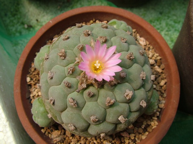  烏羽玉怎么養？仙人柱能開花嗎？【圖】