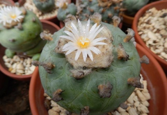  烏羽玉怎么養？仙人柱能開花嗎？【圖】