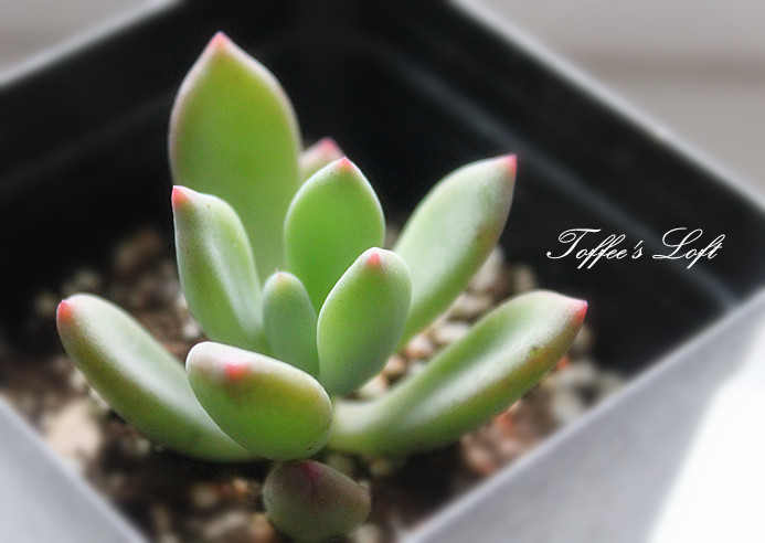 青星美人怎么養？青星美人怎么分株？【圖】