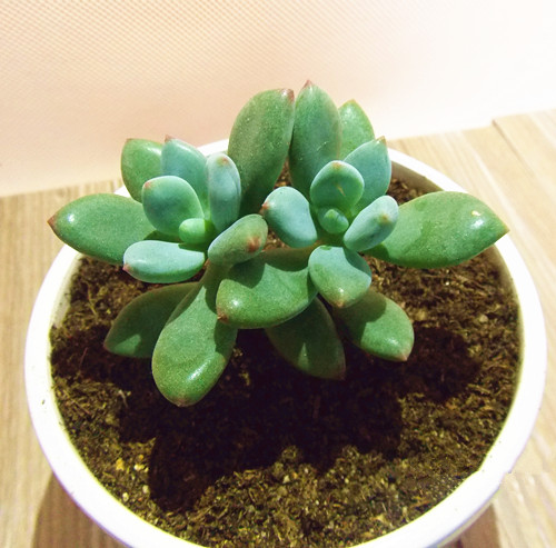 青星美人怎么養？青星美人怎么分株？【圖】