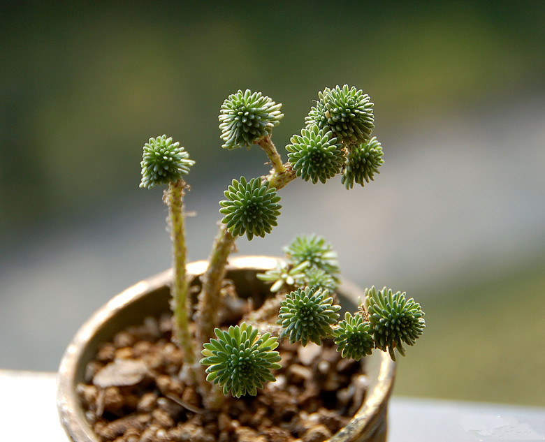 球松的養(yǎng)殖方法？球松多肉開完花會死?？【圖】