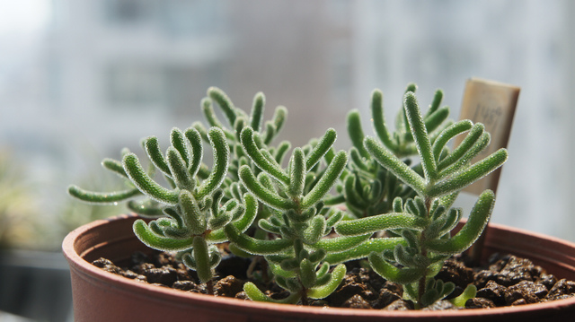 枝干番杏怎么養？枝干番杏跟碧光環區別？【圖】