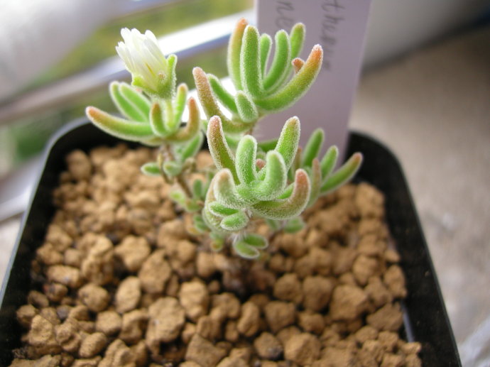 枝干番杏怎么養？枝干番杏跟碧光環區別？【圖】