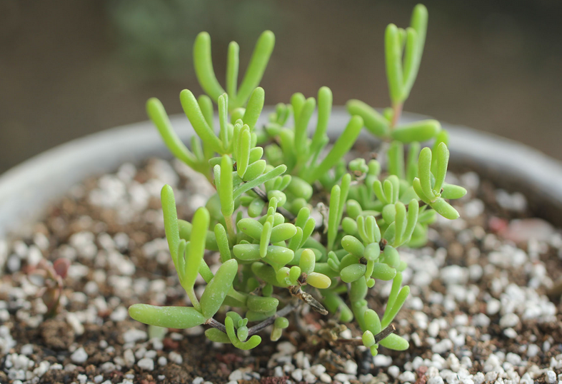 枝干番杏怎么養？枝干番杏跟碧光環區別？【圖】