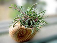 馬齒莧樹怎么只長高？馬齒莧樹怎么修剪？【圖】