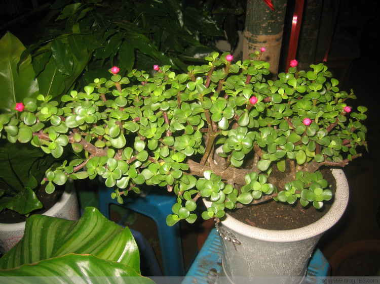 馬齒莧樹怎么只長高？馬齒莧樹怎么修剪？【圖】