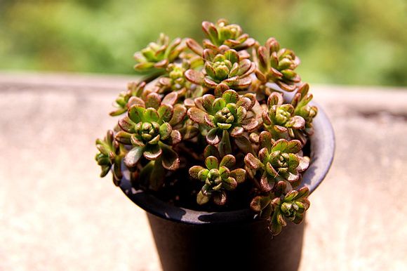 多肉植物小人祭怎么養(yǎng)？小人祭多肉怎么修剪？【圖】