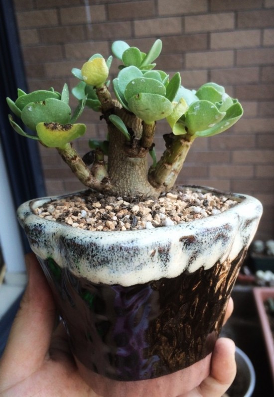 金錢木的養殖方法和注意事項？金錢木葉子發黃怎么辦？【圖】