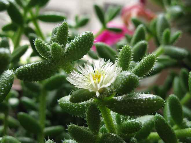 雷童養殖方法？雷童怎么養？【圖】