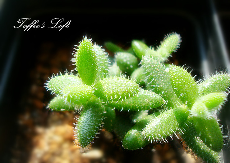 雷童養殖方法？雷童怎么養？【圖】