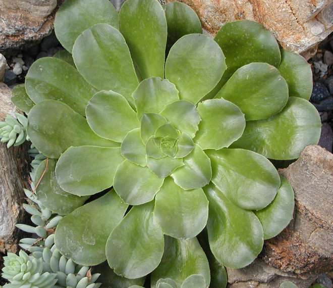 蓮花掌養殖方法？蓮花掌屬都有哪些品種？【圖】