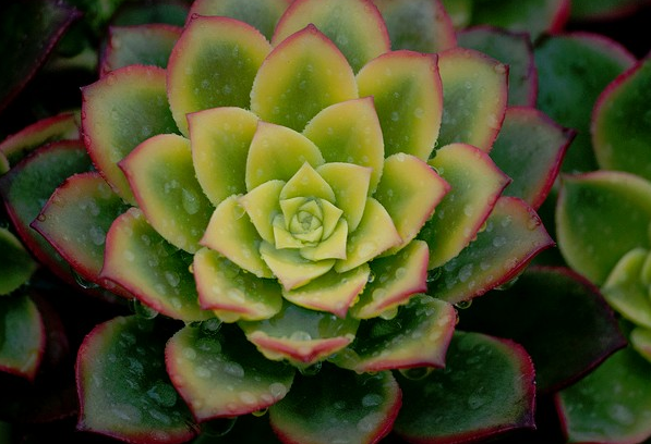 蓮花掌養殖方法？蓮花掌屬都有哪些品種？【圖】