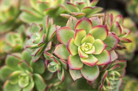 蓮花掌養殖方法？蓮花掌屬都有哪些品種？【圖】