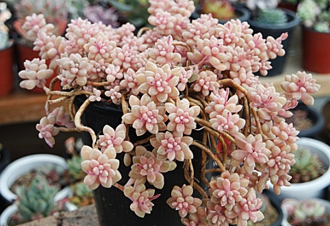 秋麗怎么養？黃麗和秋麗怎么區分？【圖】