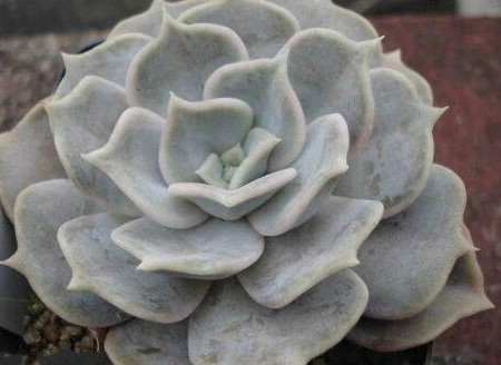 麗娜蓮怎么養(yǎng)？麗娜蓮的根長(zhǎng)什么樣子？【圖】