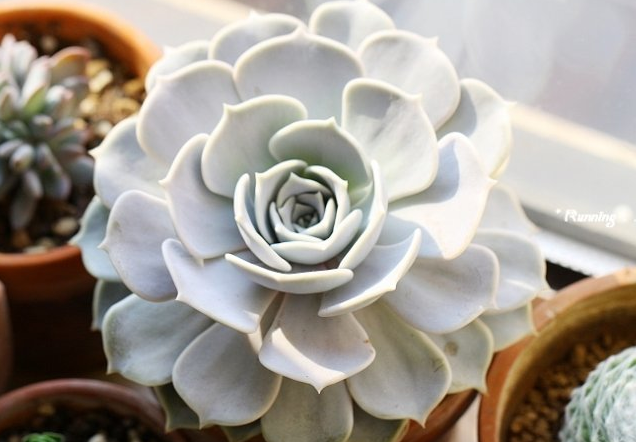 麗娜蓮怎么養(yǎng)？麗娜蓮的根長(zhǎng)什么樣子？【圖】