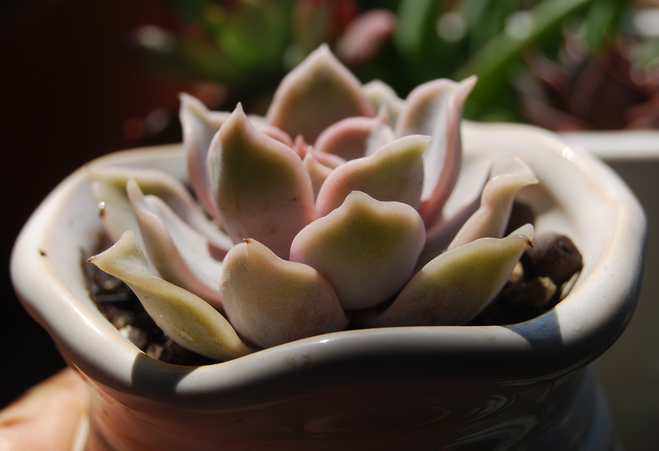 麗娜蓮怎么養(yǎng)？麗娜蓮的根長(zhǎng)什么樣子？【圖】