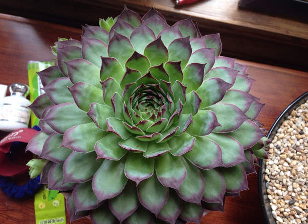 多肉觀音蓮的養殖方法？多肉觀音蓮爆盆？【圖】