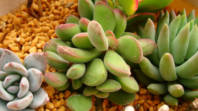 若歌詩(shī)的養(yǎng)殖方法？若歌詩(shī)冬天怎么樣？【圖】