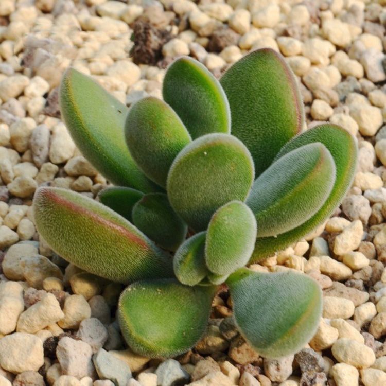 若歌詩(shī)的養(yǎng)殖方法？若歌詩(shī)冬天怎么樣？【圖】