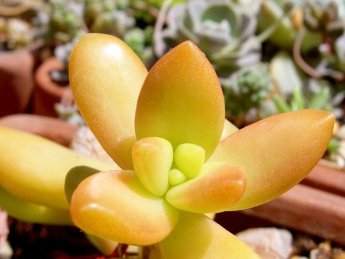 銘月的養(yǎng)殖方法？如何區(qū)分銘月和秋麗？【圖】