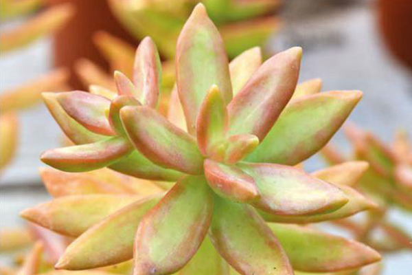 銘月的養(yǎng)殖方法？如何區(qū)分銘月和秋麗？【圖】