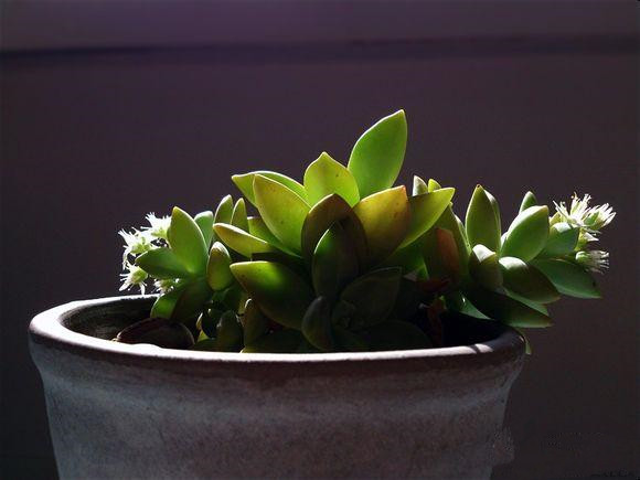 銘月的養(yǎng)殖方法？如何區(qū)分銘月和秋麗？【圖】