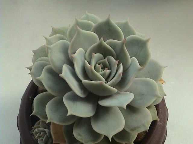 露娜蓮的養殖方法？露娜蓮和麗娜蓮的區別？【圖】