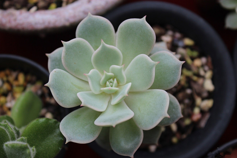 露娜蓮的養殖方法？露娜蓮和麗娜蓮的區別？【圖】