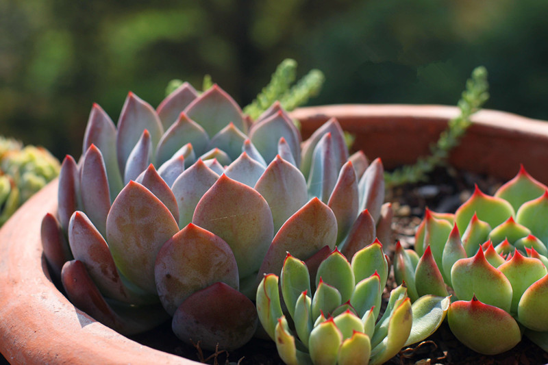 芙蓉雪蓮的養殖方法？芙蓉雪蓮和雪蓮的區別？【圖】