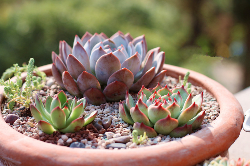芙蓉雪蓮的養殖方法？芙蓉雪蓮和雪蓮的區別？【圖】