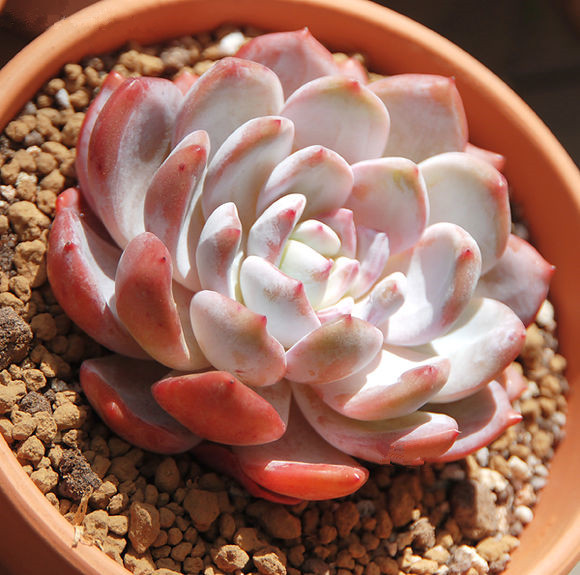 芙蓉雪蓮的養殖方法？芙蓉雪蓮和雪蓮的區別？【圖】