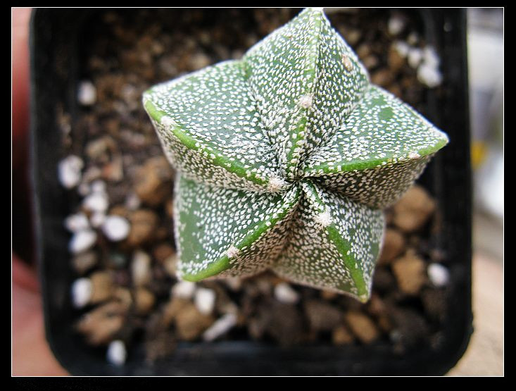 鸞鳳玉的養殖方法？鸞鳳玉的價格是多少錢？【圖】