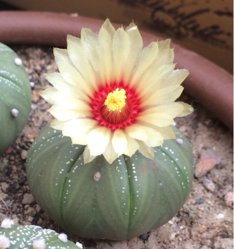 鸞鳳玉的養殖方法？鸞鳳玉的價格是多少錢？【圖】