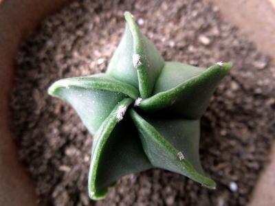 鸞鳳玉的養殖方法？鸞鳳玉的價格是多少錢？【圖】