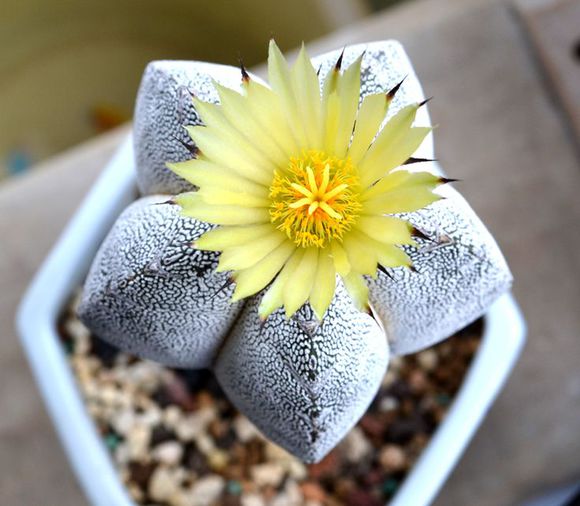 鸞鳳玉的養殖方法？鸞鳳玉的價格是多少錢？【圖】