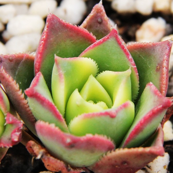 清盛錦怎么養？清盛錦怎么變色？【圖】