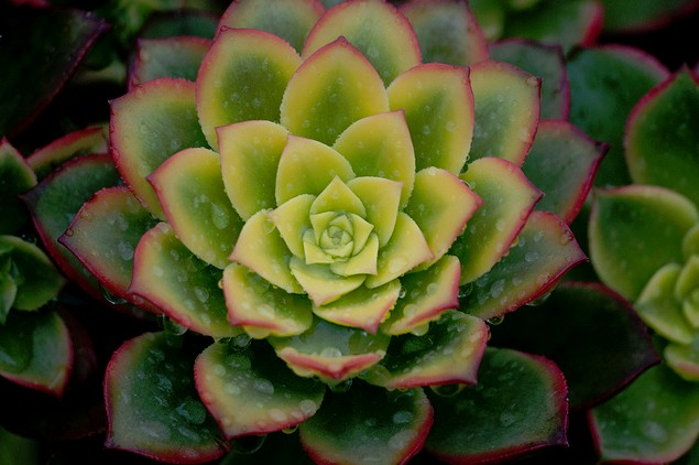 清盛錦怎么養？清盛錦怎么變色？【圖】